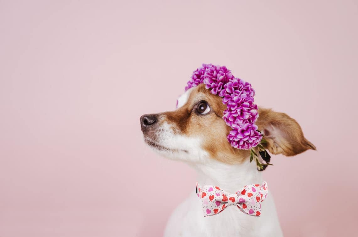 Lionet Paws Valentines Day Dog Collar with Bowtie, Dog Bowtie Collar with Metal Buckle for Dogs, Adjustable Comfortable Dog Collar Girl Boy Gift, L, Neck 16-24 in