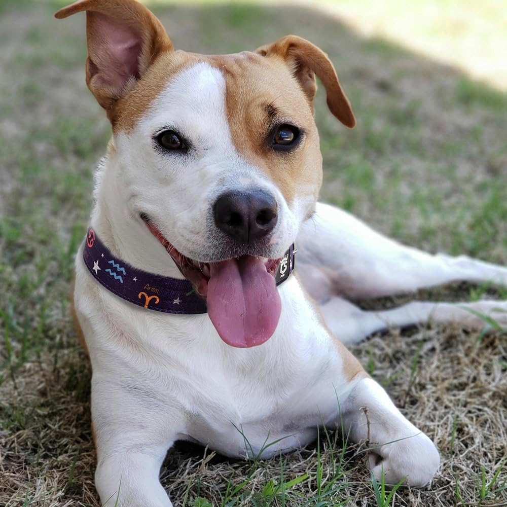 TSPRO Tactical Dog Collar 1.5 Inch Wide Thick Dog Collars with Heavy Duty Metal Buckle, Durable, Strong, Adjustable for Medium to Large Dogs (Constellation Purple L)