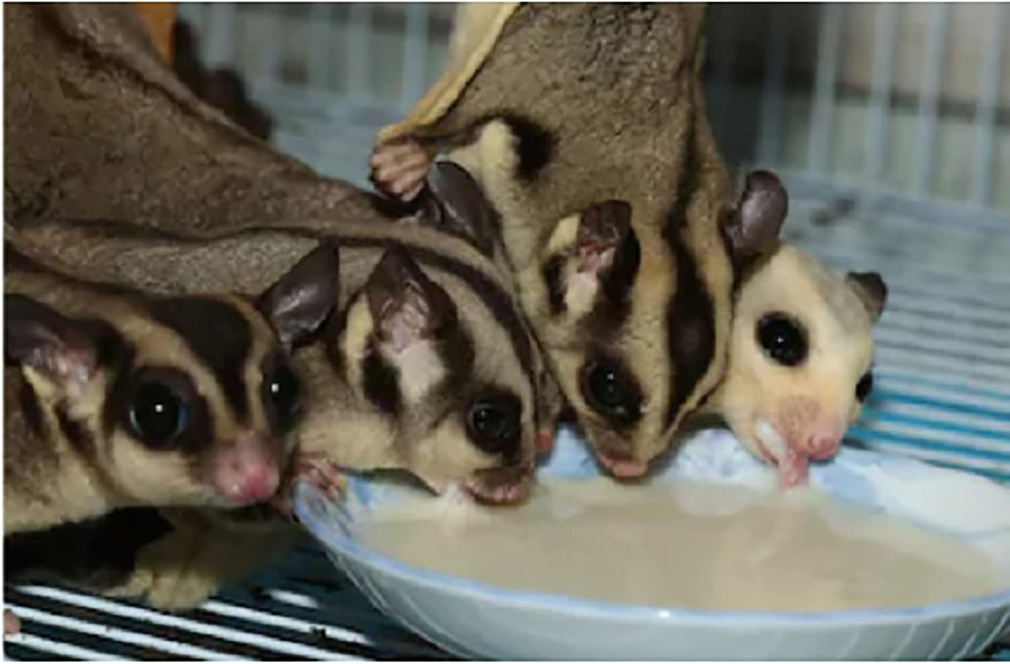 Exotic Nutrition Gliderade Nectar (8 oz.) - Vitamin-Enriched Healthy Nectar Supplement - Powdered Mix - Provides Necessary Carbohydrates for Sugar Gliders