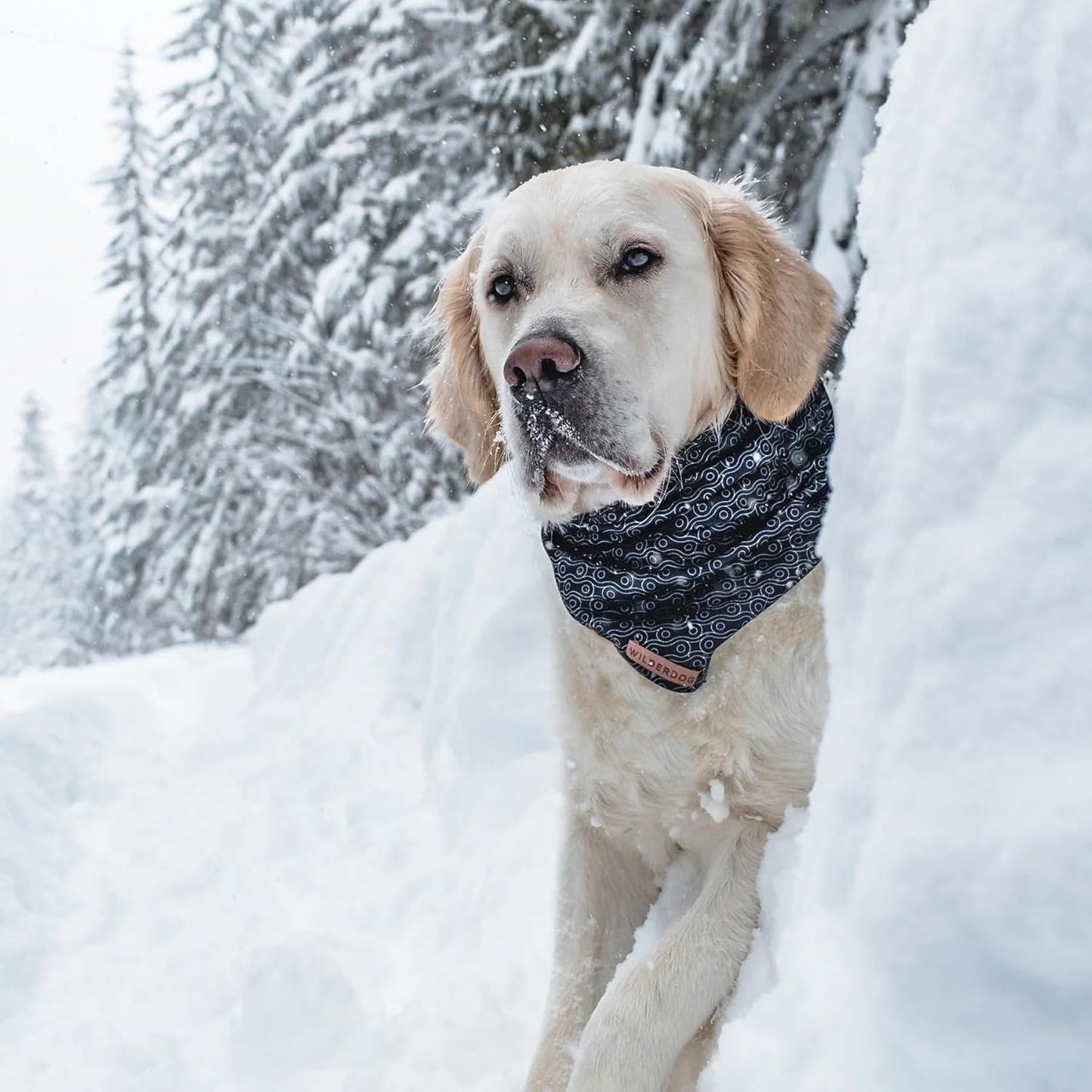 Wilderdog Dog Bandana with Lightweight Quick Drying Poly-Blend Mesh Material in Off The Chain