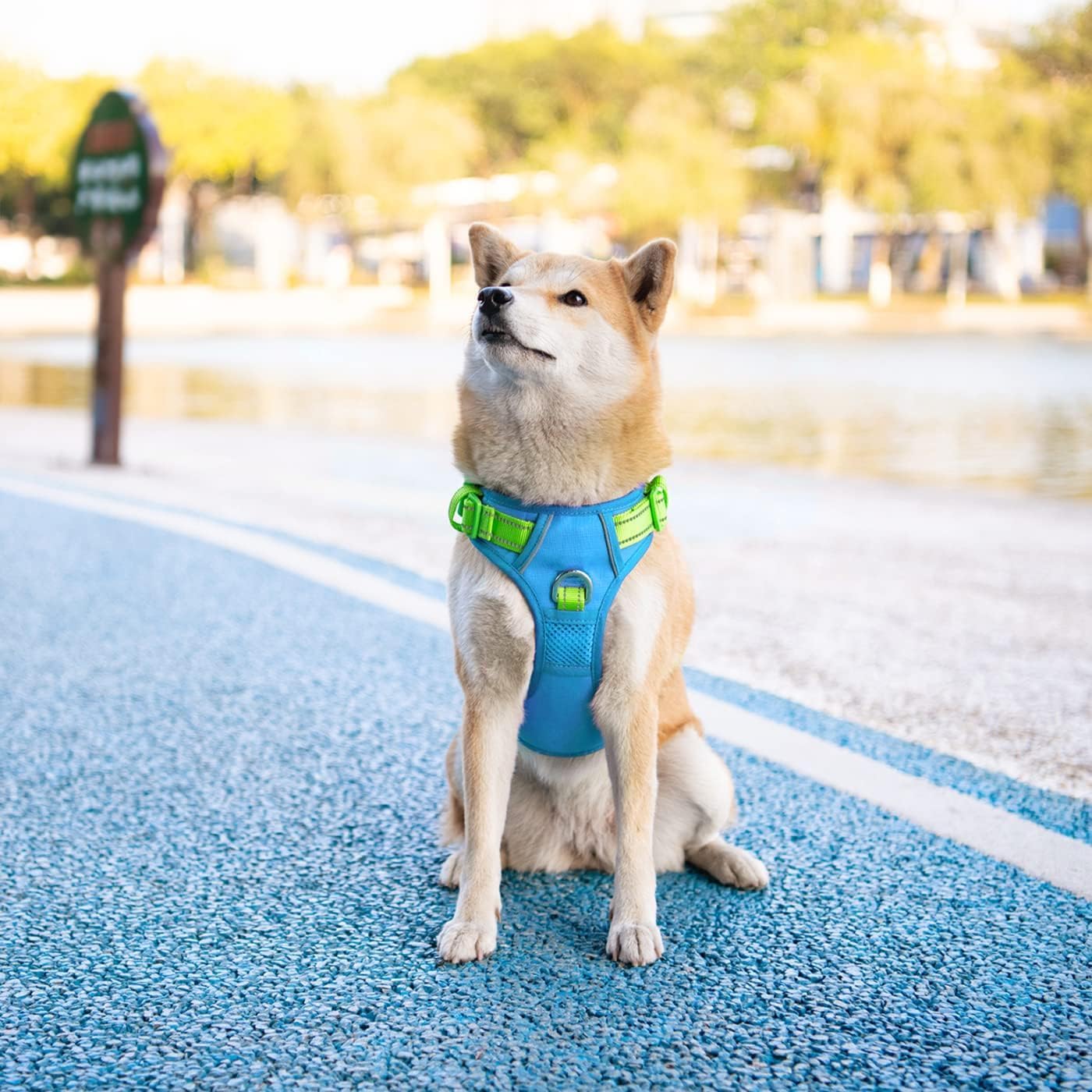 PHOEPET No Pull Dog Harness, Unique Colors Reflective Adjustable Dog Vest, with Soft Training Handle Metal Clips for Small Medium Large Dogs (Blue Base & Green Straps,L)
