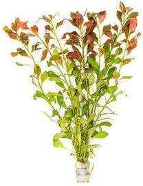 SubstrateSource Live Aquarium Stem Plants - Freshwater Aquatic Plant for Fish Tanks, Aquascaping - (Nesaea Pedicellata Golden, 1 Bunch)