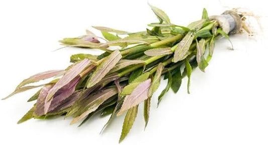 SubstrateSource Live Aquarium Stem Plants - Freshwater Aquatic Plant for Fish Tanks, Aquascaping - (Limnophila Aromatica, 4 Bunches)