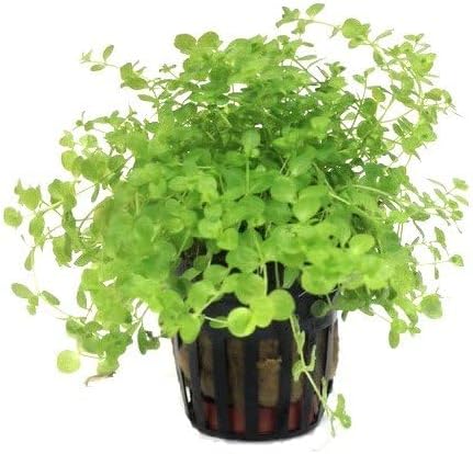 Foreground Potted Live Aquarium Plants | Freshwater Aquatic Plants for Aquariums (Potted Monte Carlo, 5 Pack)