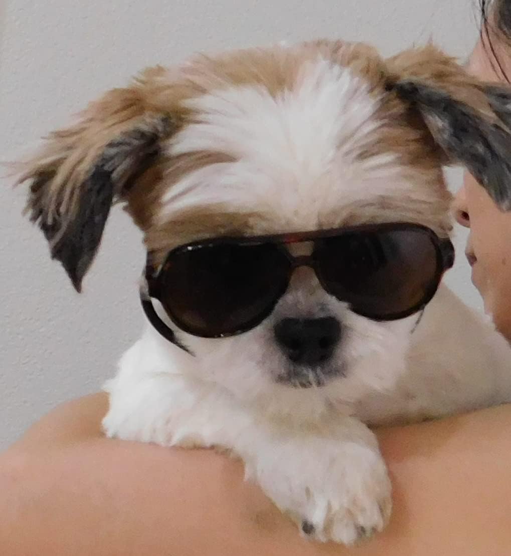 G029 Dog Cat Pet Aviator Sunglasses Glasses for Small Breeds up to 15lbs (Tortoise Brown)