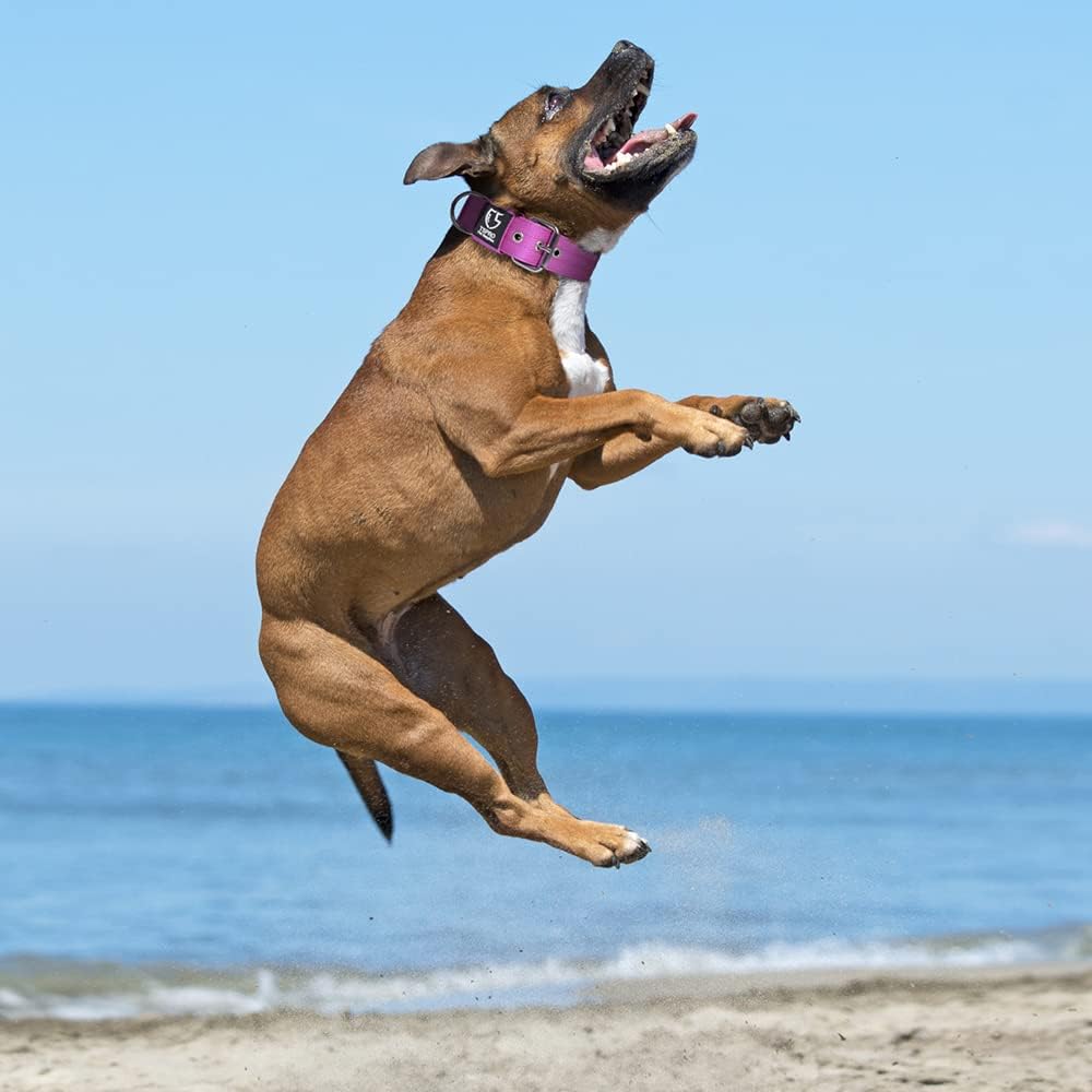 TSPRO Tactical Dog Collar 1.5 Inch Wide Thick Dog Collars with Heavy Duty Metal Buckle, Durable, Strong, Adjustable for Medium to Large Dogs (Purple L)