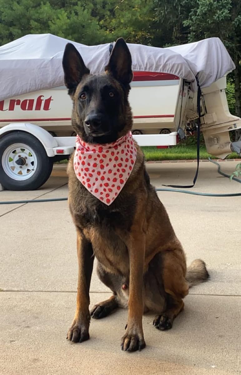 Lionet Paws Dog Bandana,Fabric Pink Dogs Kerchief for Medium Large Dogs,Dog Cotton Triangle Bibs Scarf for Girl Boy