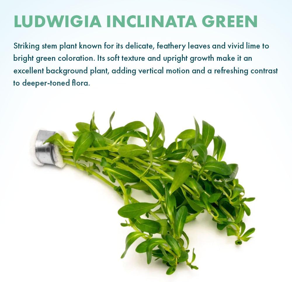 SubstrateSource Live Plant - Ludwigia Inclinata 'Green' - Moderate Care, High Light, Bright Green Accent, Freshwater Aquatic Plant for Aquascaping - Lead Bunch