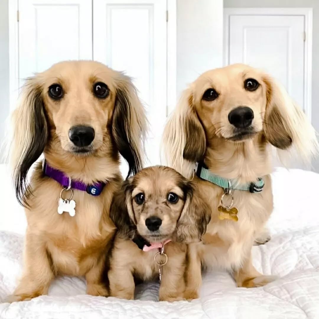 Blueberry Pet Dog Collar for Large Dogs | Adjustable, Comfortable, Stylish & Sturdy | Essentials Dog Collars for Small Dogs | High-Density Nylon with Eco-Friendly Buckles & Steel D-Ring