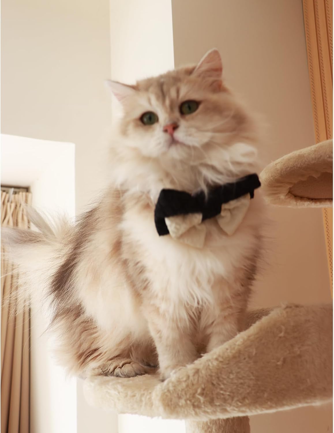 10 PCS Dog Bow Ties, Color Block, Adjustable Pet Bow Tie for Small Medium Large Dog Cat, Collar Attachment Sliding Bowties with Rubber Bands, Grooming Accessories for Wedding Party