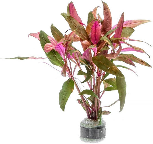 SubstrateSource Live Aquarium Red Stem Plants - Freshwater Aquatic Plant for Fish Tanks, Aquascaping - (Alternanthera Reineckii, 4 Bunches)