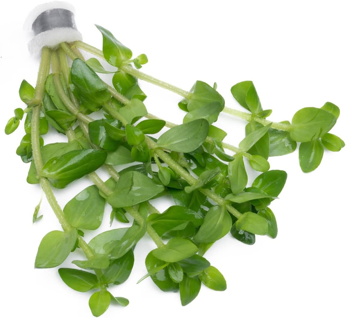 SubstrateSource Live Aquarium Red Stem Plants - Freshwater Aquatic Plant for Fish Tanks, Aquascaping - (Lemon Bacopa Caroliniana, 4 Bunches)