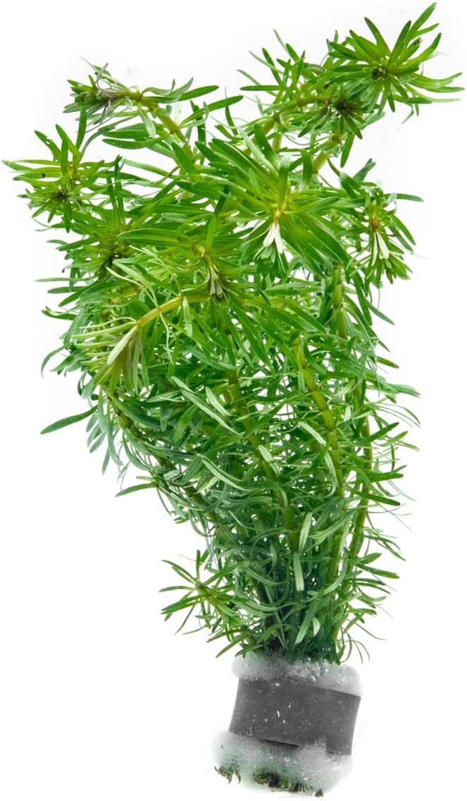 SubstrateSource Live Aquarium Stem Plants - Freshwater Aquatic Plant for Fish Tanks, Aquascaping - (Rotala Bossii, 4 Bunches)