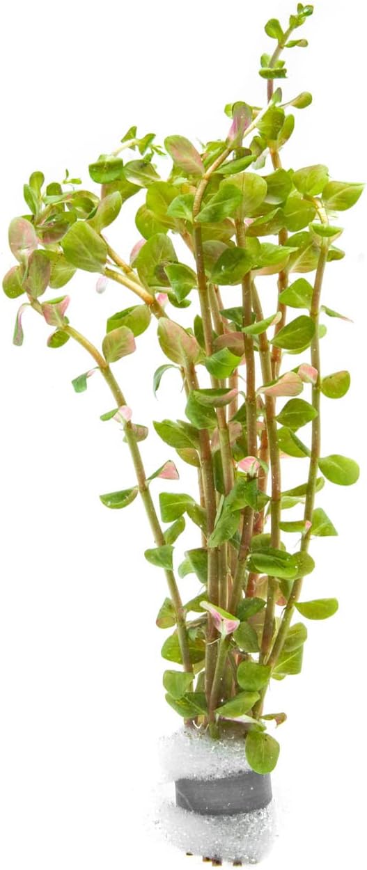 SubstrateSource Live Aquarium Stem Plants - Freshwater Aquatic Plant for Fish Tanks, Aquascaping - (Rotala H'Ra, 1 Bunch)