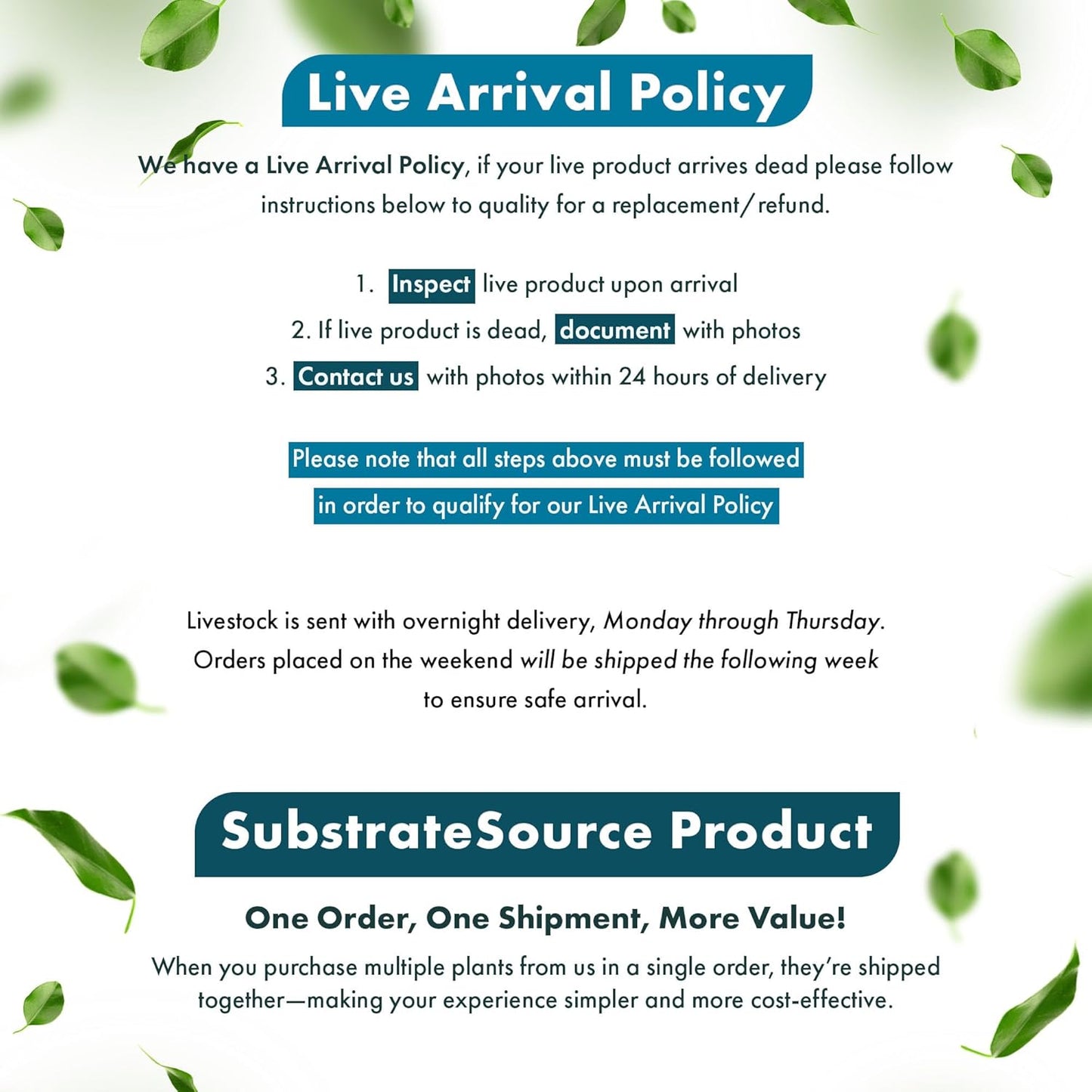 SubstrateSource Live Plants - Staurogyne Bihar (Staurogyne sp. Bihar) - Moderate to High Light Aquarium Display, Olive Green Accent, Foreground to Midground Aquascaping - Pot
