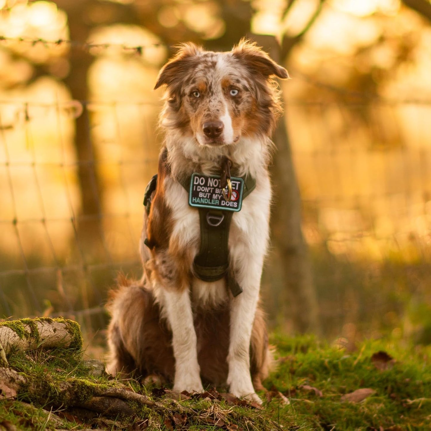 rabbitgoo Dog Harness Small Sized No Pull, Tactical Service Pet Vest with Molle and Control Handle, Adjustable and Reflective Military Harness for Easy Walking and Training, Green, S