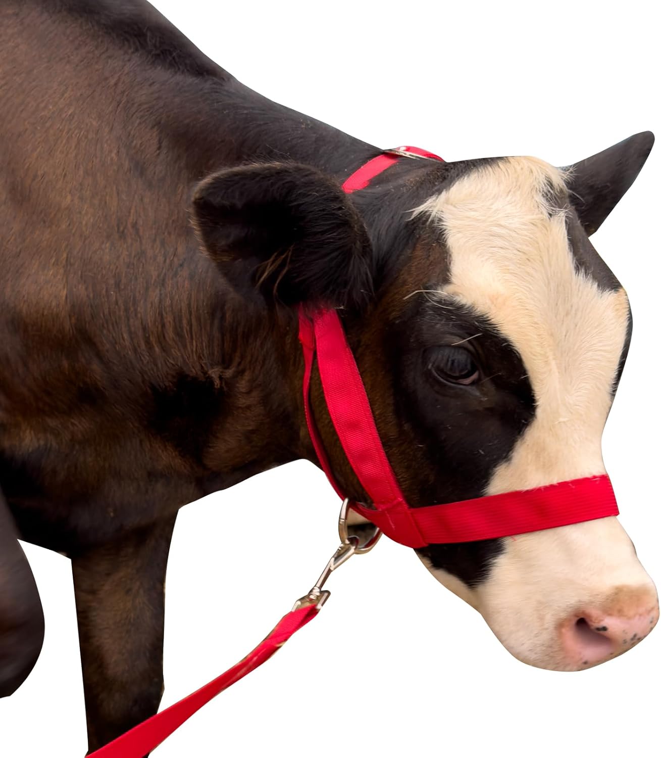 XUANNIAO Easily Adjustable Figure 8 Cow Halter, Double-Ply Premium Livestock Cattle Halters, Colorful Cow Utility Calf Halter with Leading Rope for Miniature Horse Donkey Goat Foal (Large, Red)