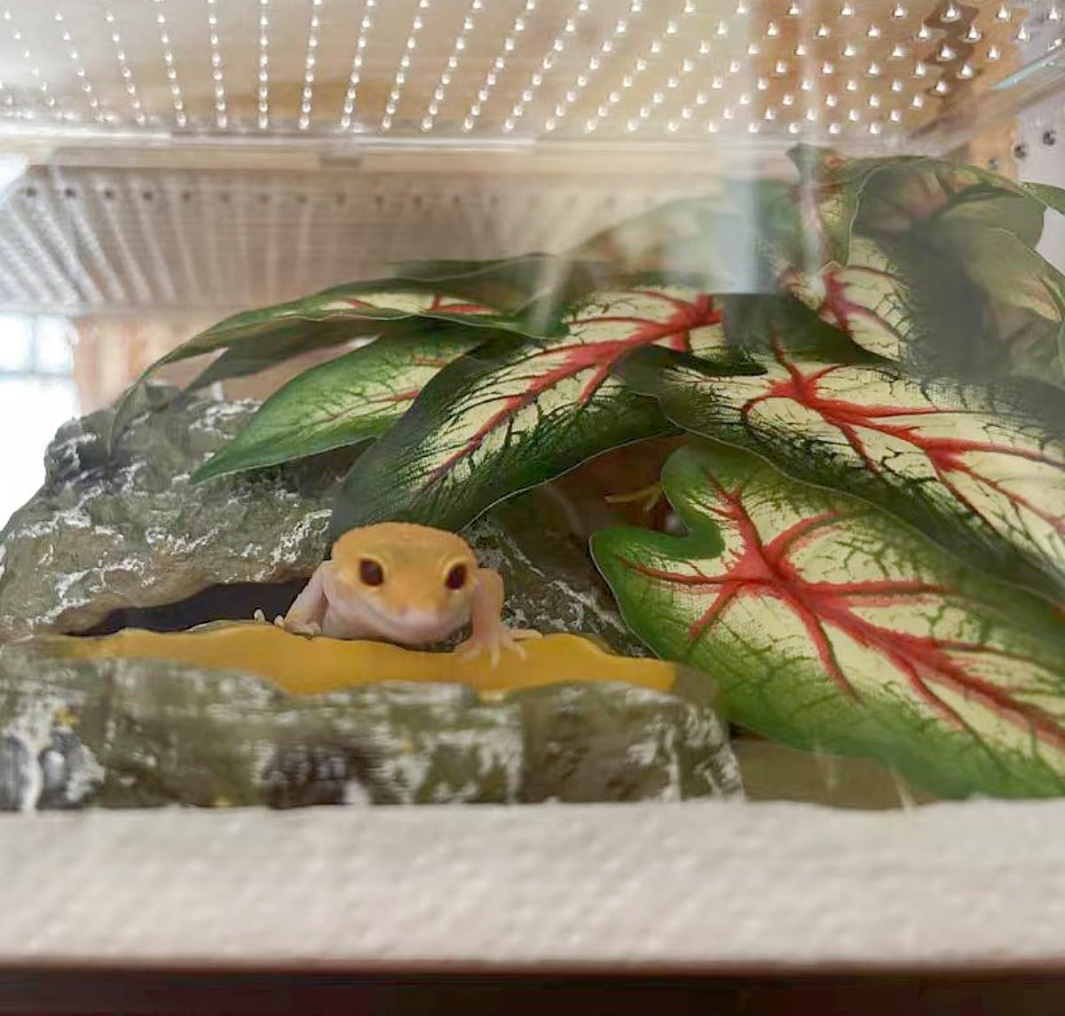 Reptile Plants for Terrarium Decor,Amphibian Habitat Decor, Bearded Dragon Tank Accessories,Artificial Plants for Gecko Chameleon Snake Tortoise with Base (Alocasia odora)