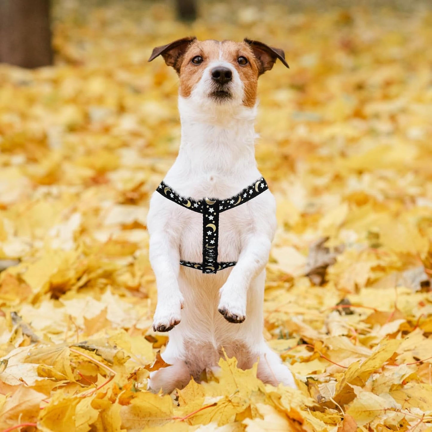 PUPTECK No Pull Dog Harness Soft Adjustable Basic Nylon Step in Puppy Vest Outdoor Walking with ID Tag, Moon Star Black, S