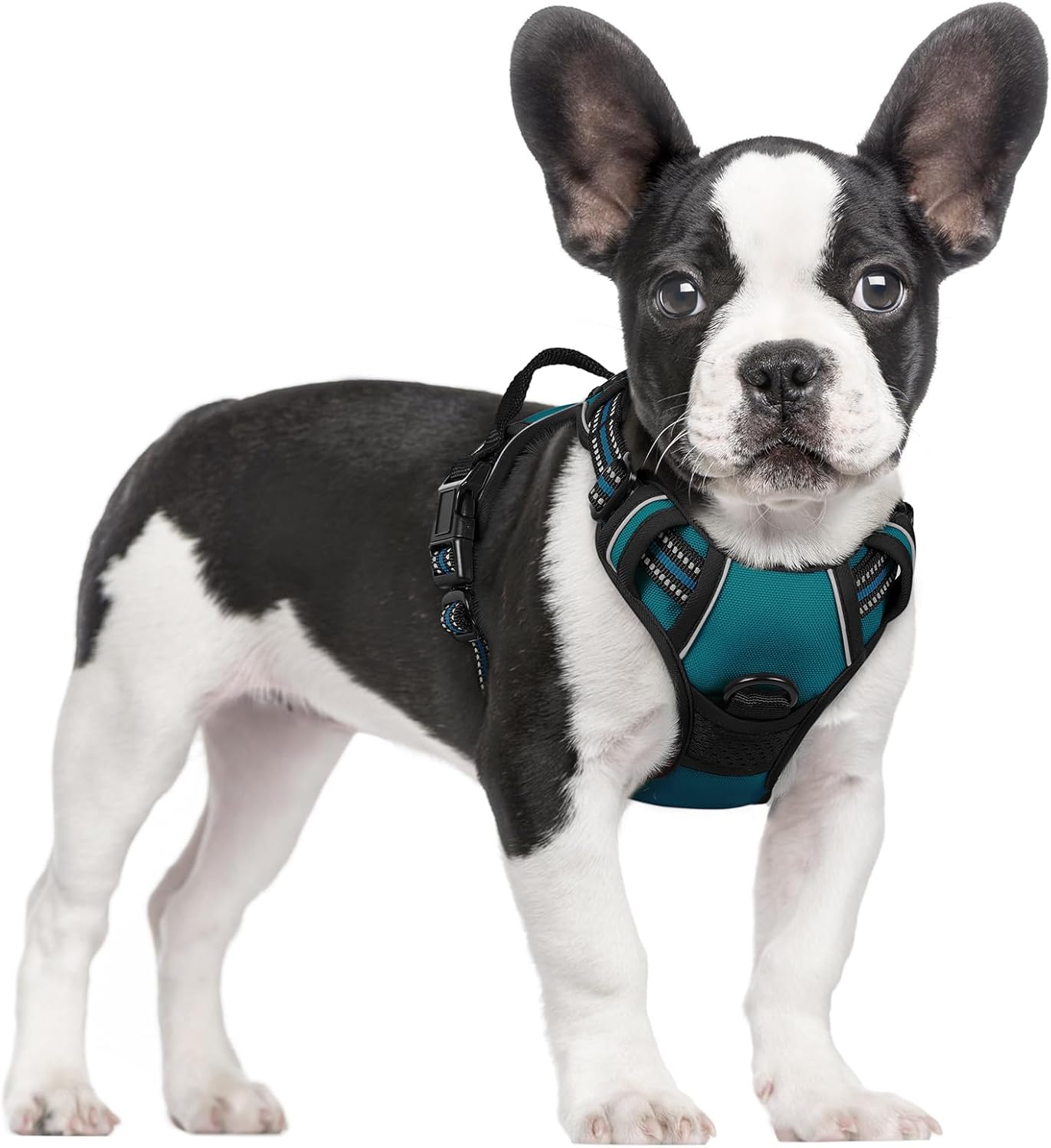 rabbitgoo Dog Harness No Pull with 2 Leash Clips, Adjustable Soft Padded, Reflective Oxford No Choke Pet Vest with Easy Control Handle for Small Dogs, Blue Coral, S