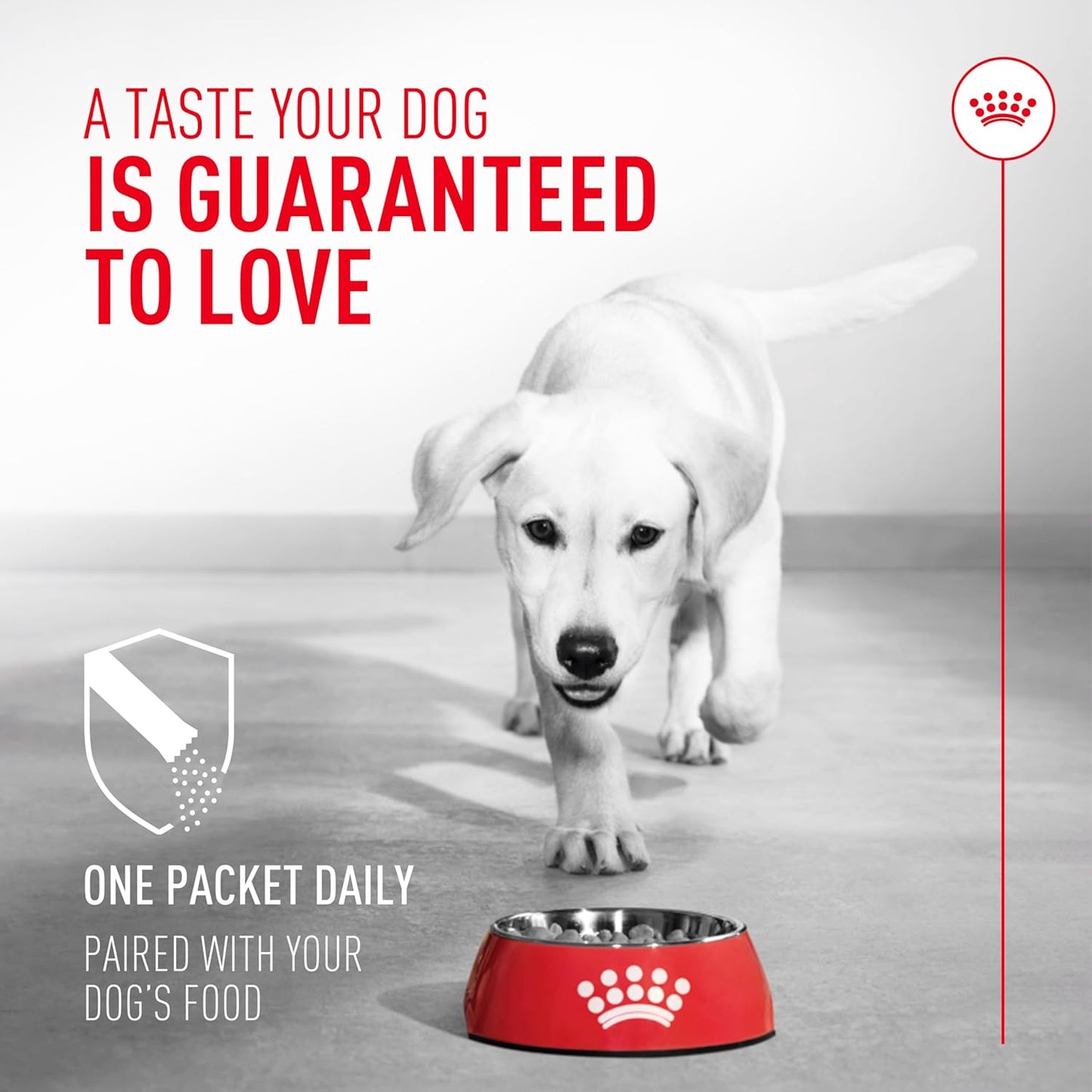 Royal Canin Probiotics for Dogs Digestive and Immune Health Powder Supplement for Dogs of All Ages, 7 Count