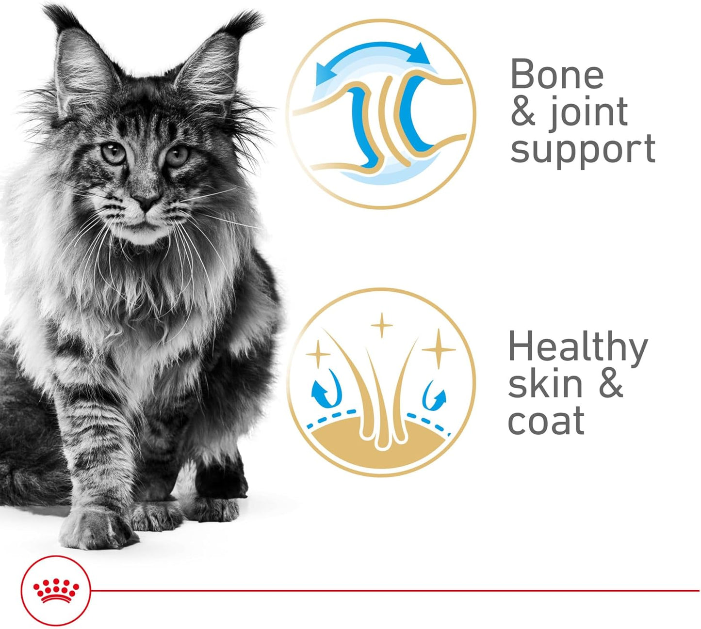Royal Canin Feline Breed Nutrition Maine Coon Adult Thin Slices in Gravy Canned Cat Food, 3 oz can (24-count)