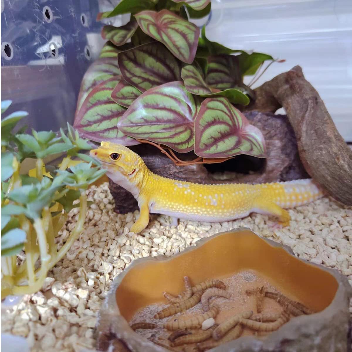 Reptile Plants for Terrarium Decor,Amphibian Habitat Decor,Artificial Plants for Gecko Chameleon Snake Tortoise Tank Accessories with Base (red Watermelon peperomia)