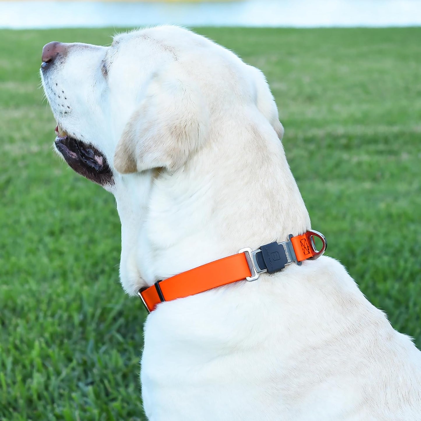 Dogline Biothane Waterproof Dog Collar with Herm Sprenger Stainless Steel Quick Release Buckle – Heavy Duty Tactical Durable Collar for Dogs – Comfortable and Safe Pet Collar, W 3/4" L 12-19", Orange