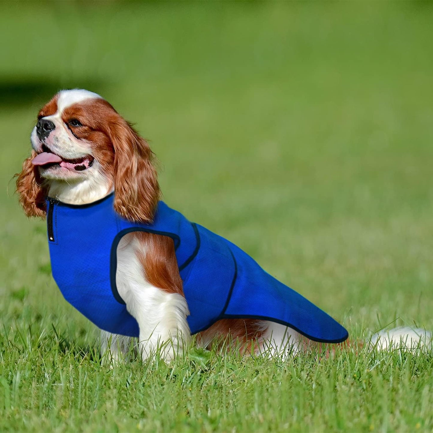 Dog Cooling Vest – Lightweight Summer Jacket for Dogs with Zip Neck & Velcro – Easy On/Off Cooling Coat for Walks, Travel & Outdoors