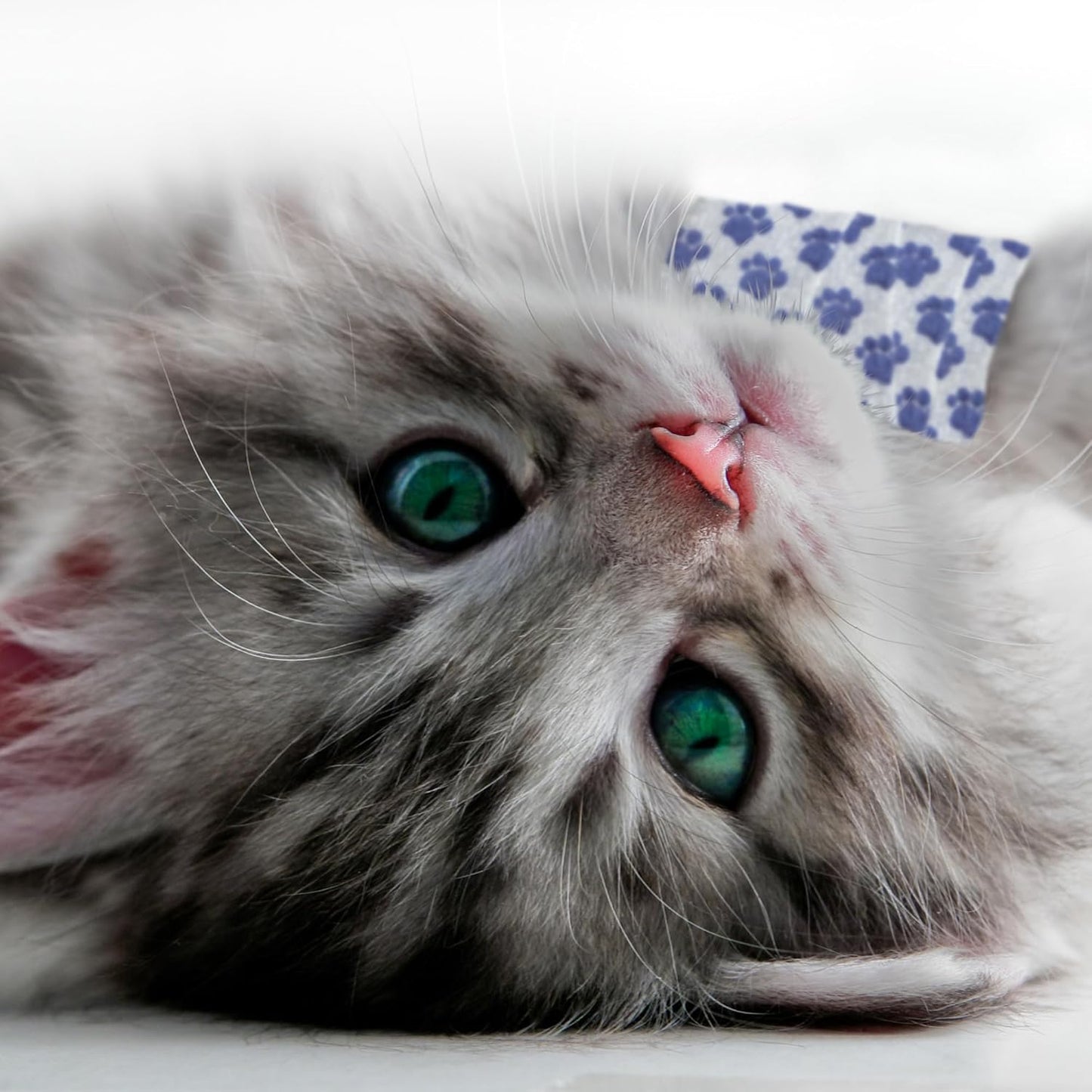 PetFlex Paw Pack – Flexible Self-Adhering Elastic Bandage for Wound Care – First Aid Wrap for Small Animals Like Dogs, Cats, and Other Pets - 2 inch, 2 Rolls