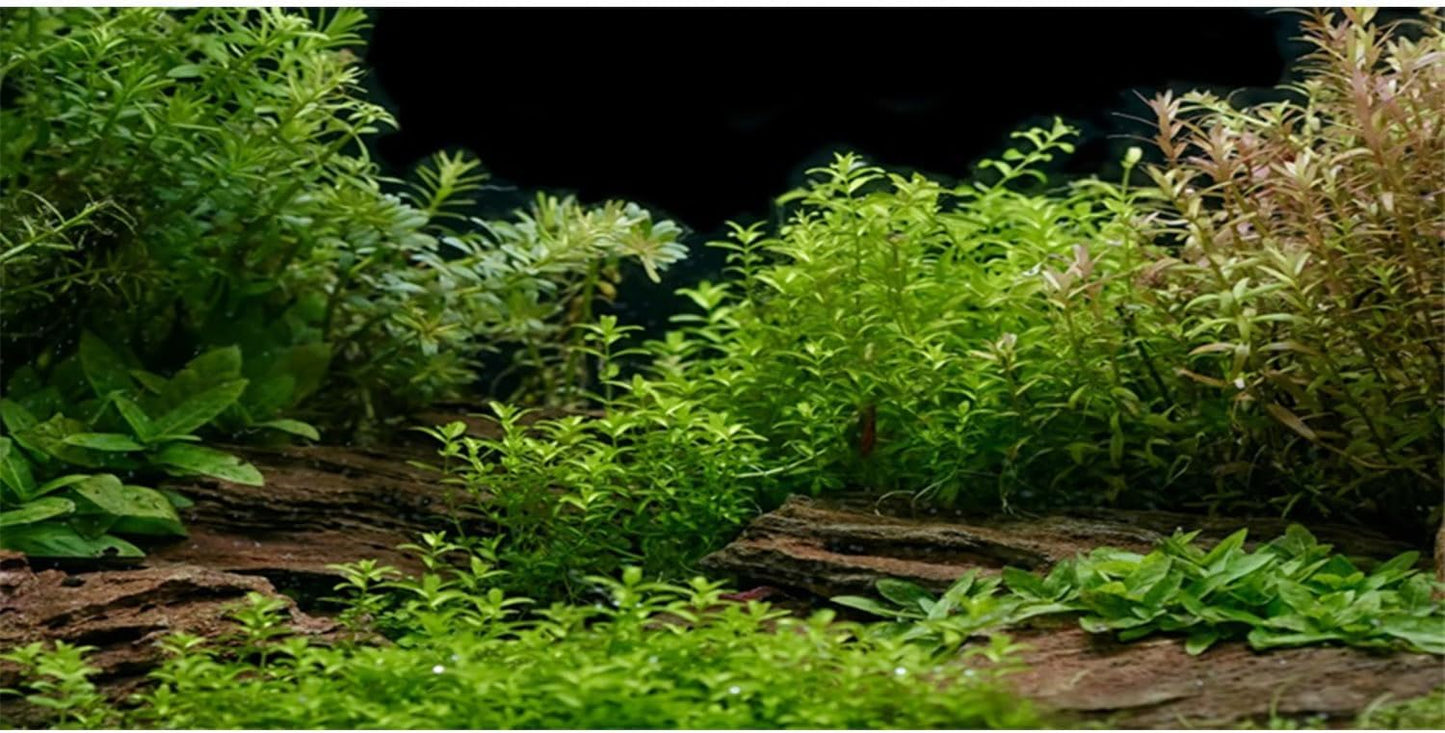 AWERT Aquarium Background River Bed & Lake Aquatic Plant Fish Tank Background Vinyl 60x24 inches