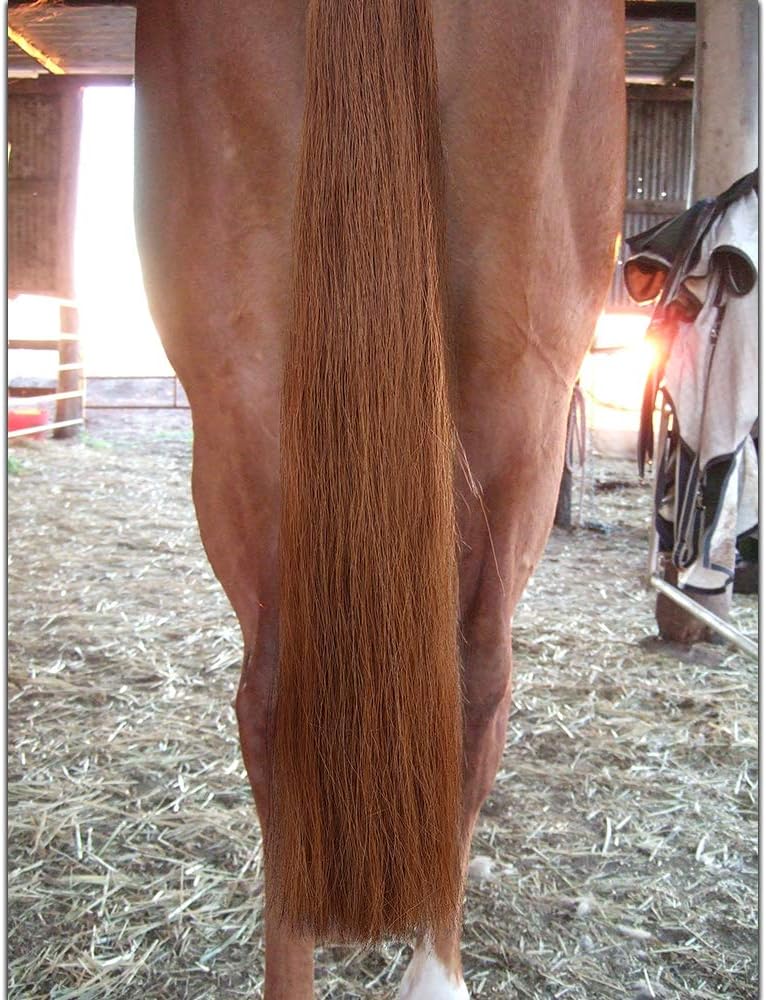 Horse Tail Extensions with Braided Horsehair Loop, Blunt Cut Bottom, 34-36 inches Long and 1 lb Weight (Light Sorrel)