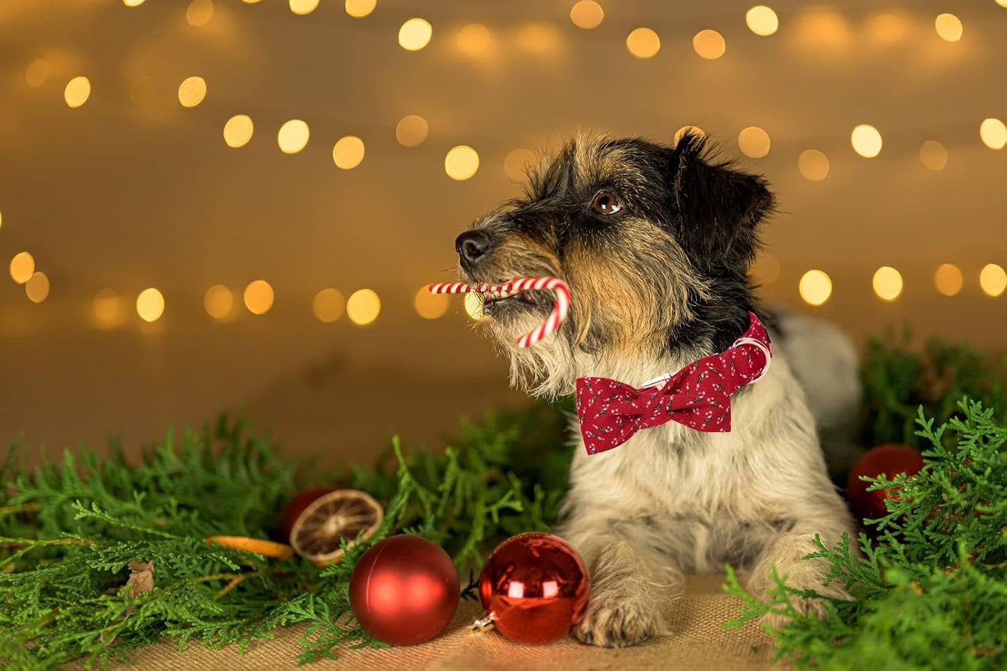 Lionet Paws Dog Collar with Bowtie, Medium, Candy Cane, Cotton, Detachable Bowtie, Unique Stylish Patterns, For Dogs, Adult, Medium Breed