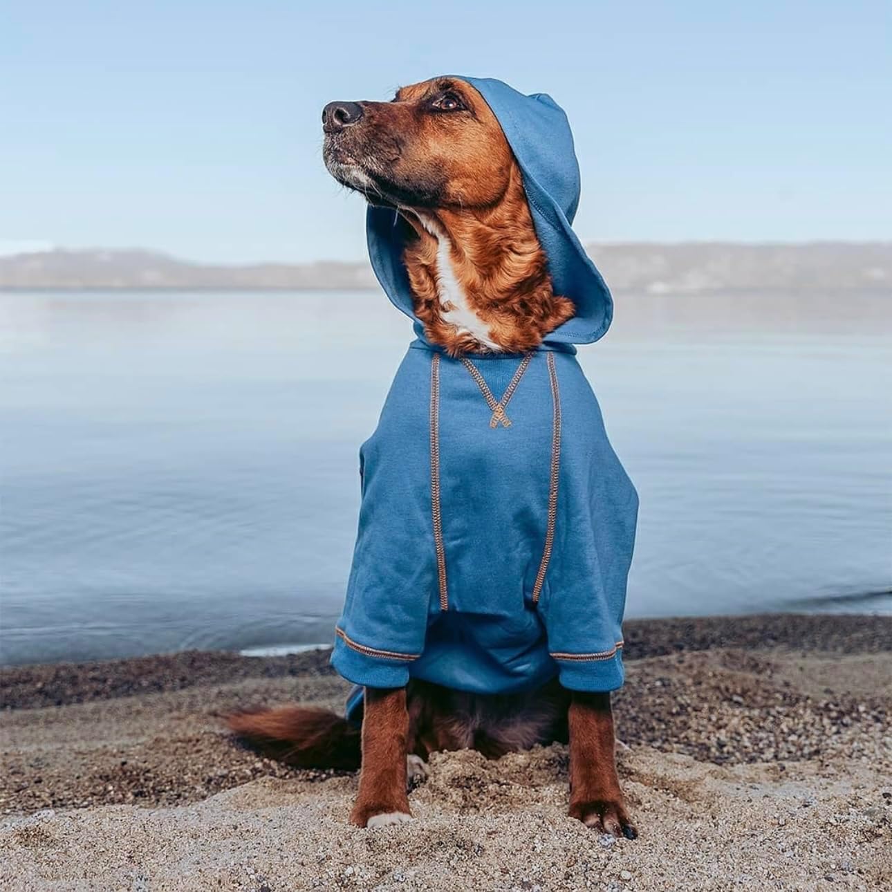 Blueberry Pet Essentials Hoodie – 20″ Cotton‑Blend Sweatshirt with Hood, Burgundy Red, Machine‑Washable Dog Jersey