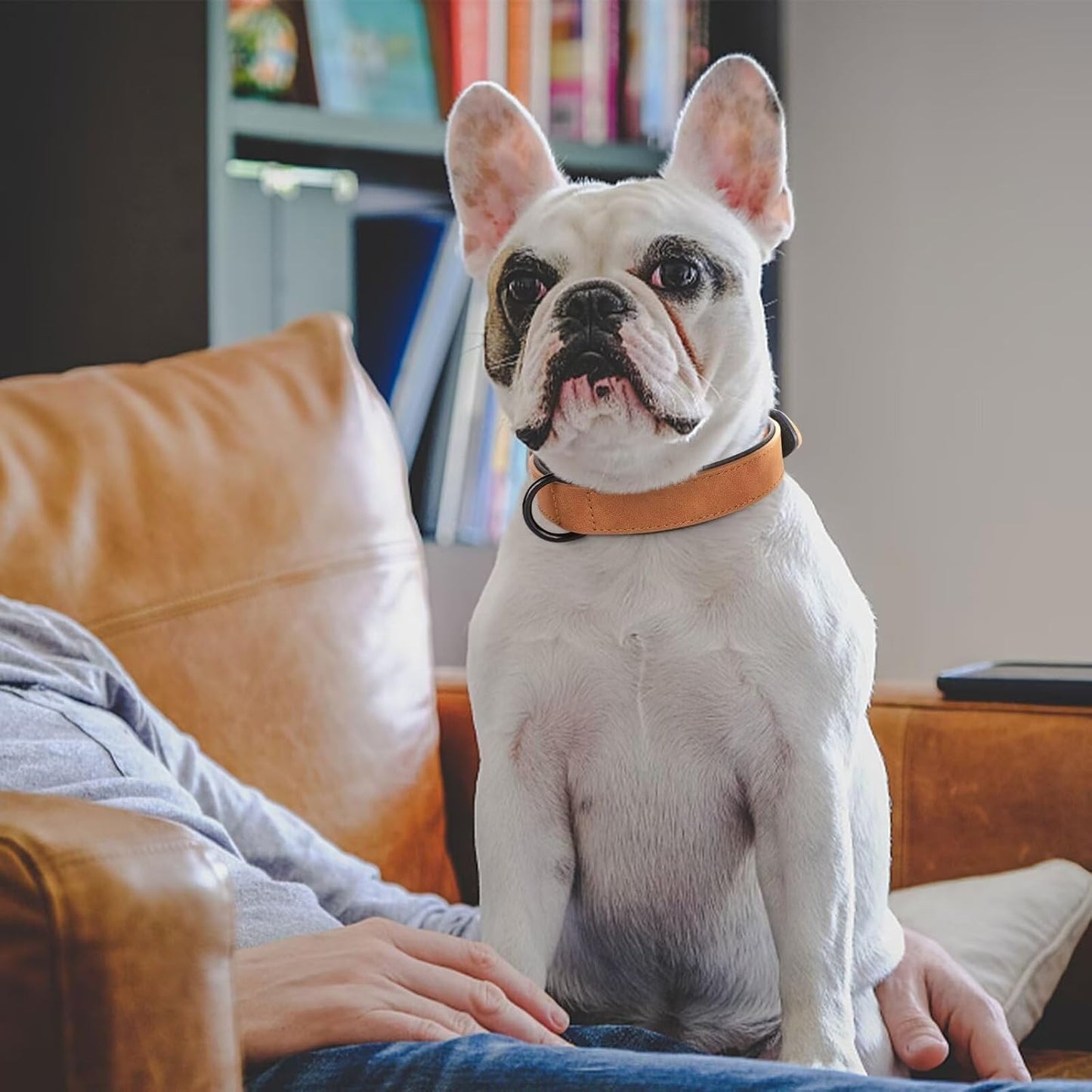 Didog Soft Padded PU Leather Dog Collar, Breathable and Adjustable Dog Collars for Small Dogs, Comfortable for Daily Walk, Light Brown, M Fit Neck 12-15"(13-22 lbs)