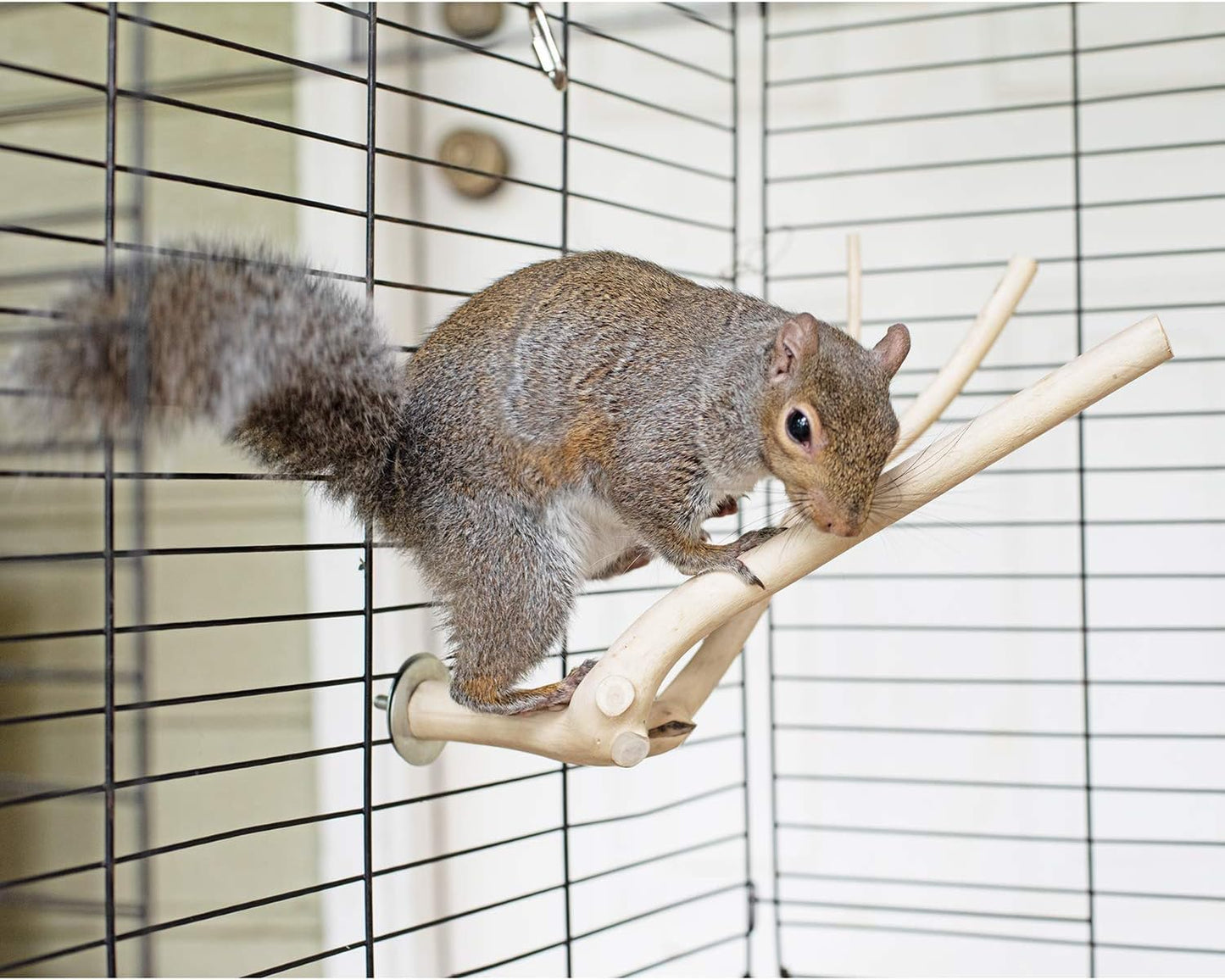 Multi-Branch Perch (Medium) - Durable Natural Climbing Branch Perch Cage Accessory - Sugar Gliders, Squirrels, Prairie Dogs, Degus, Marmosets, Monkeys, Parrots, Birds, Rats, Reptiles, Amphibians