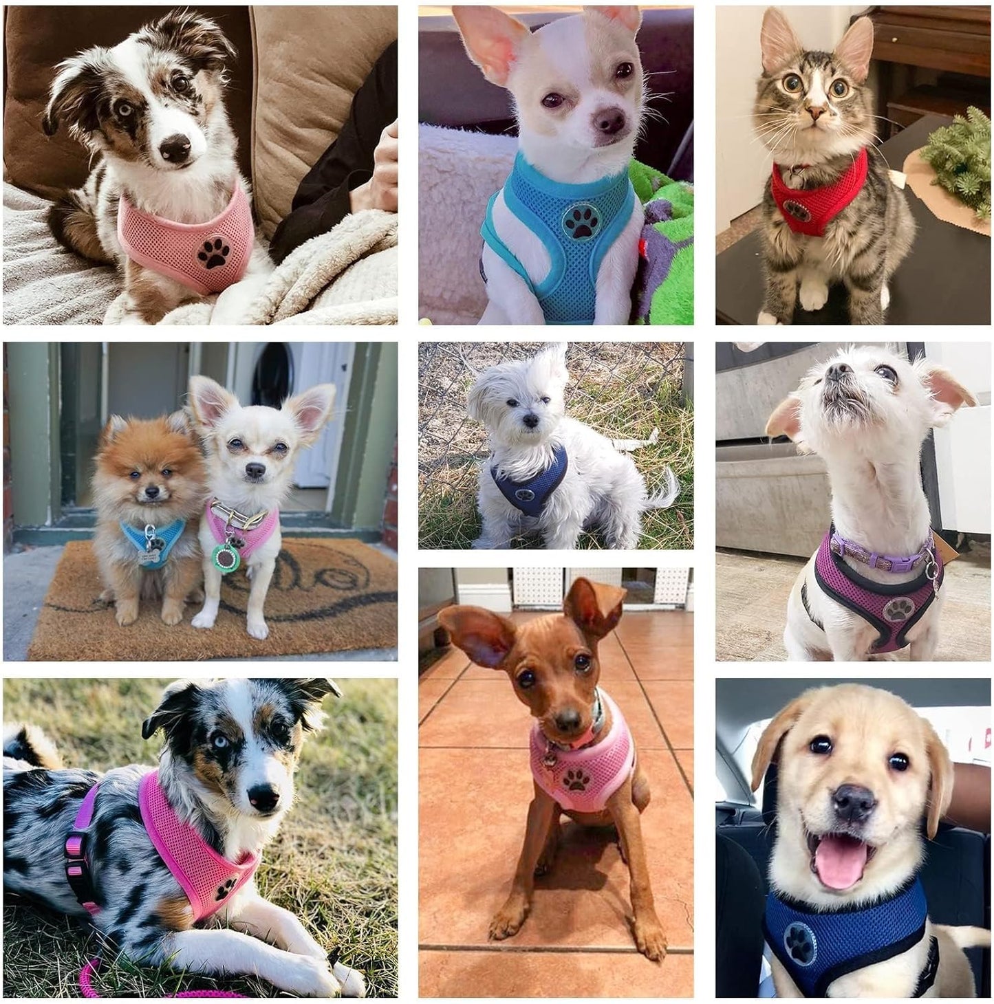 BINGPET Dog Vest Harness -Light Weight Breathable Sports Mesh - Pet Adjustable Harness Puppy Padded Harnesses Dog Vest Harness for Small Dogs