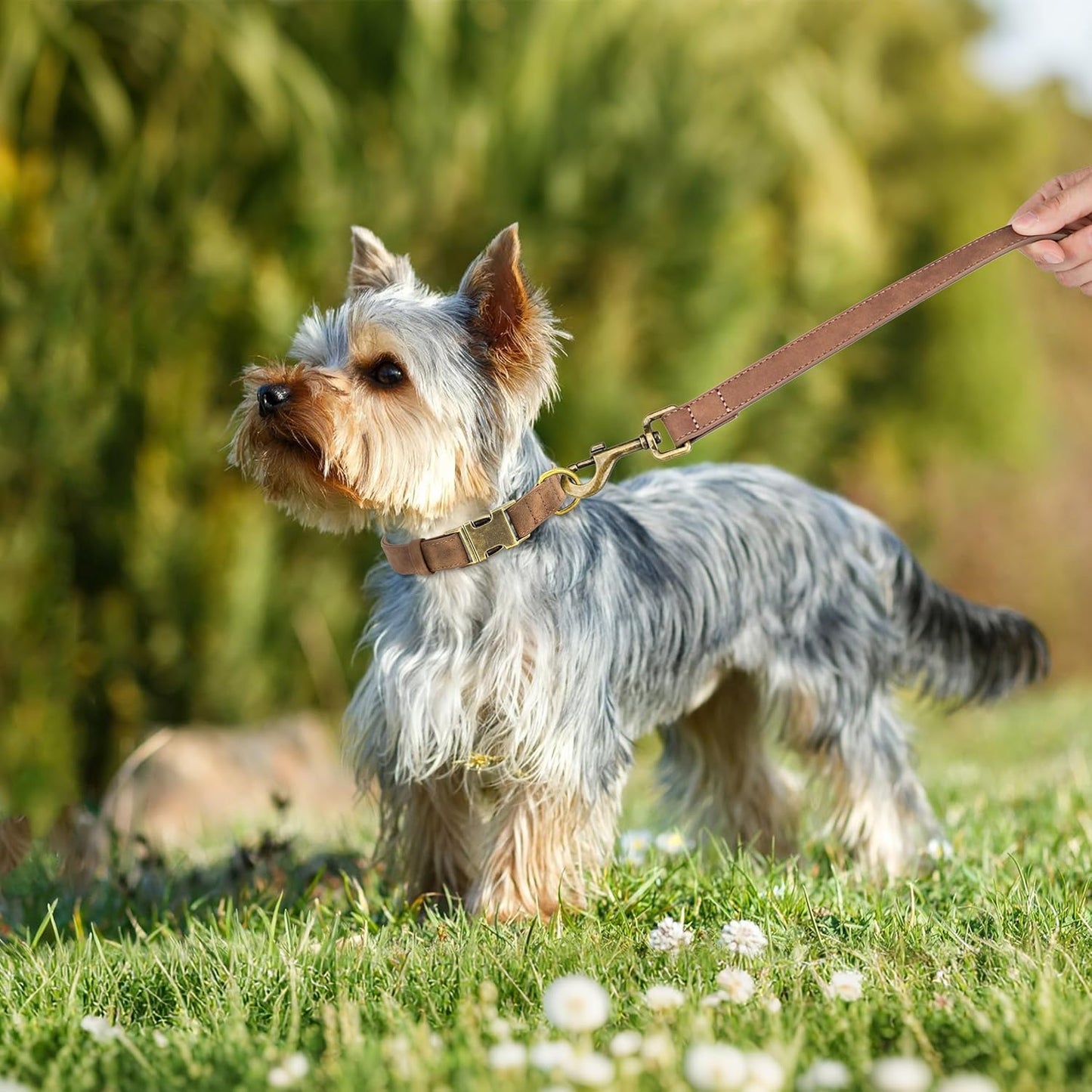 Didog Soft PU Leather Dog Collar, Stylish Quick Released Dog Collars for Small Dogs, Easy Clean Adjustable Pet Collar for Daily Walking, Brown, S Fit 10-16" Neck