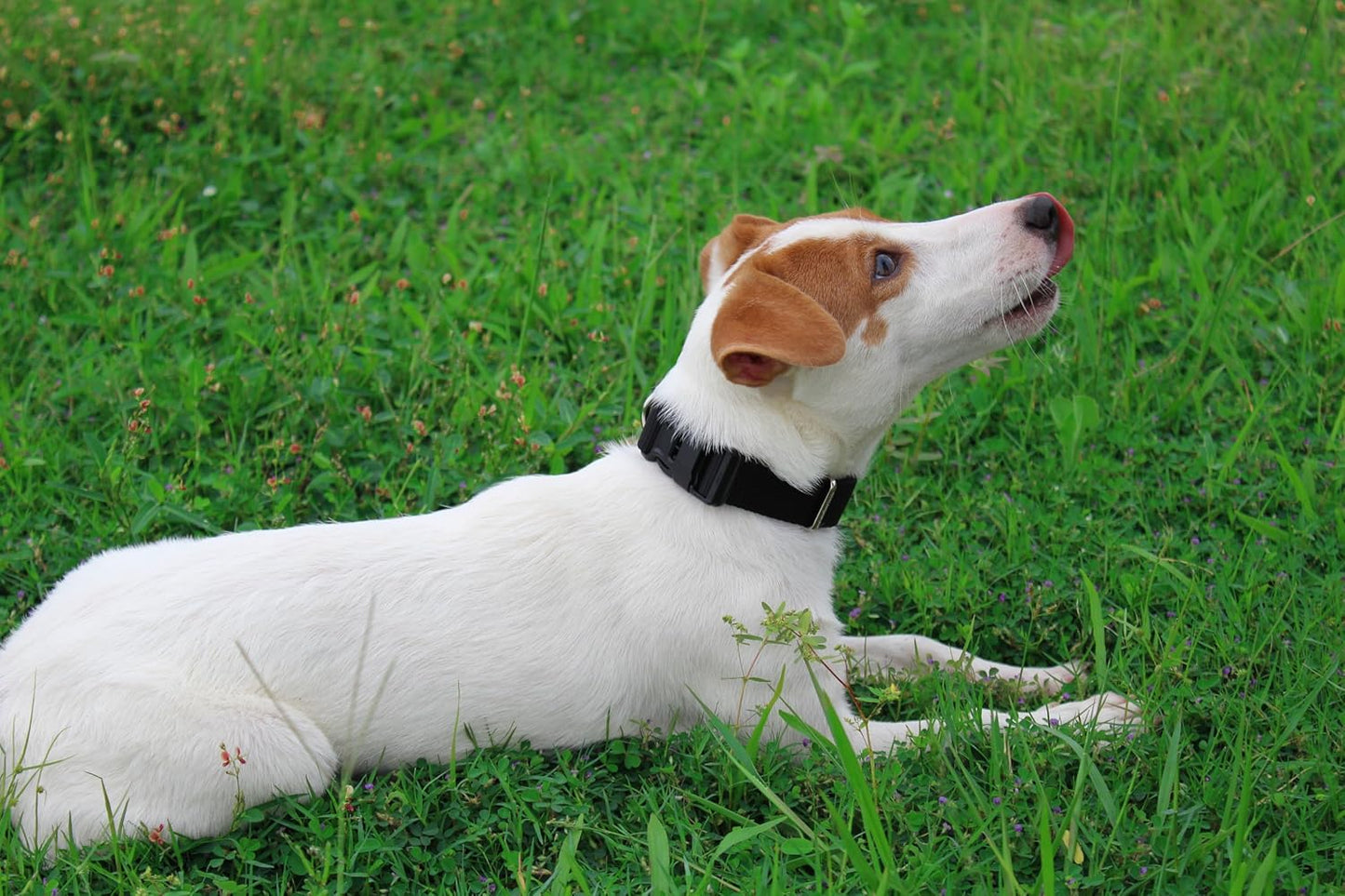 Mikivery Nylon Dog Collar with Quick Release Buckle Soft Adjustable Sturdy for Small Medium Large Dogs Black,L