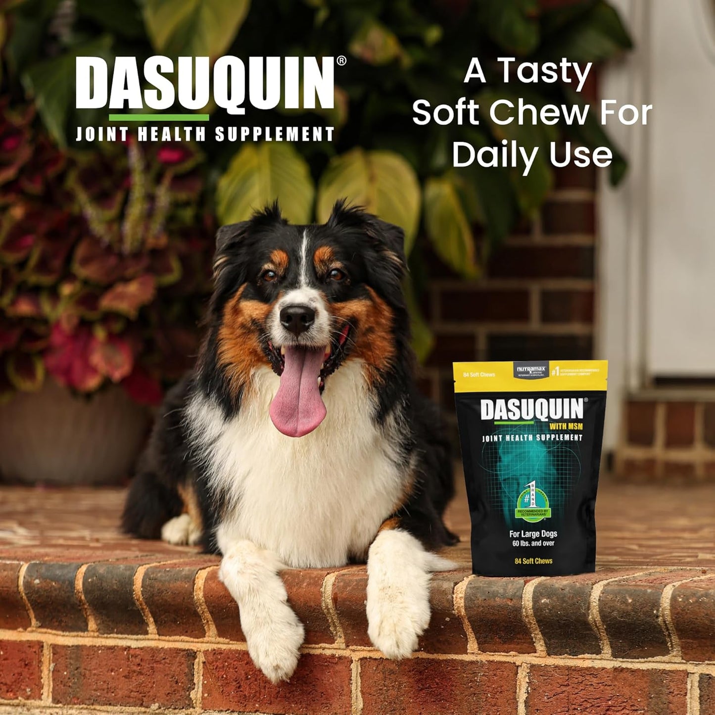 Nutramax Laboratories Dasuquin with MSM Soft Chews Large Dog 84 Count, brown