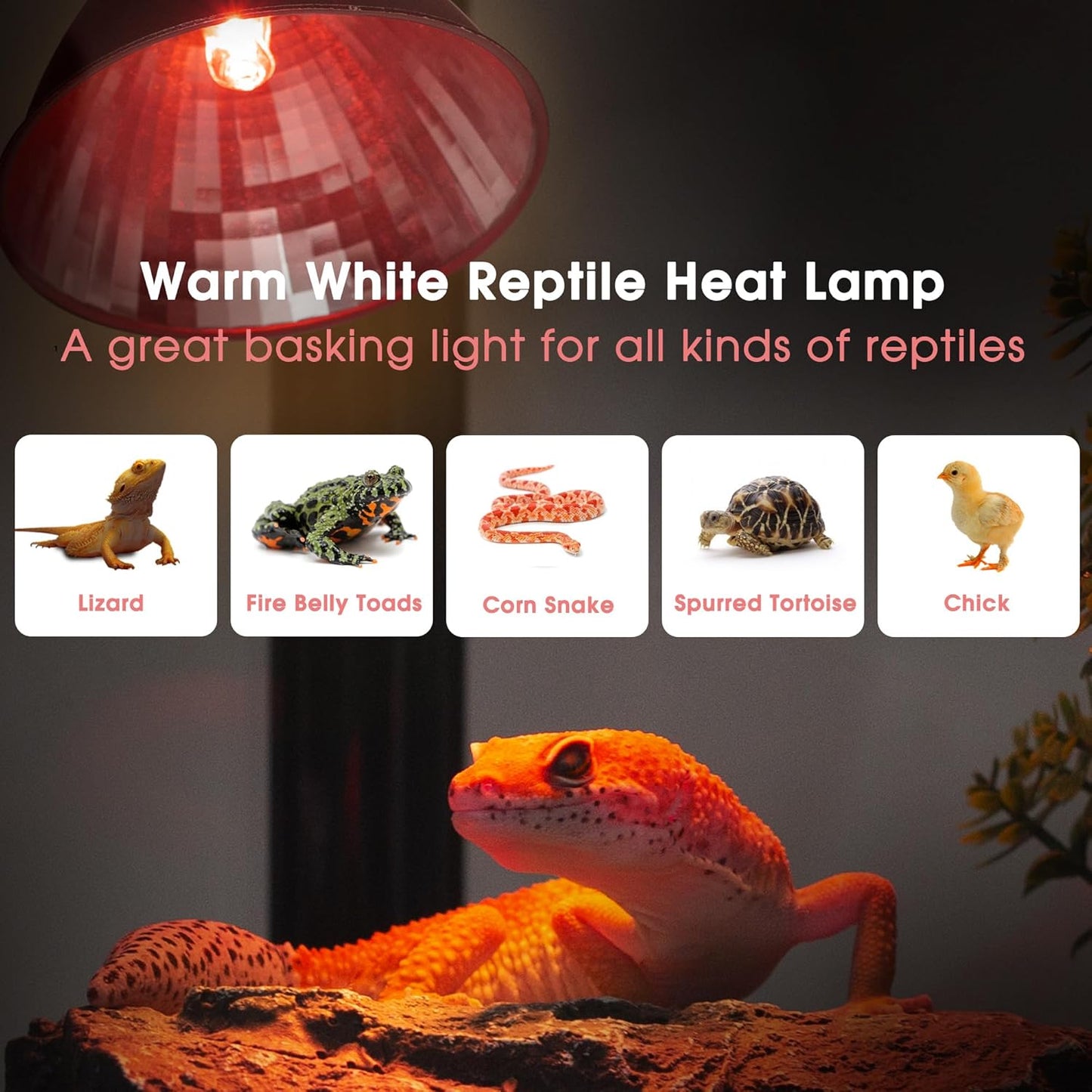 Briignite Reptile Heat Lamp Red, Reptile Night Lamp 50W, G9 Heat Bulb & Dome Reptile Light Fixture, Aluminum Reflector, Dimmable Heat Lamp for Chicken Turtle Snake Gecko Lizard, 2 Pack
