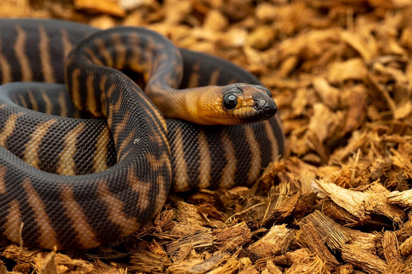 BabiChip Coconut Chip Substrate for Reptiles 4 Pack of 36 Quart Loose Small Sized Coco Husk Chip Bedding for Ball Pythons, Snakes, Tortoises, Geckos, Frogs, or Lizard Terrarium Tanks