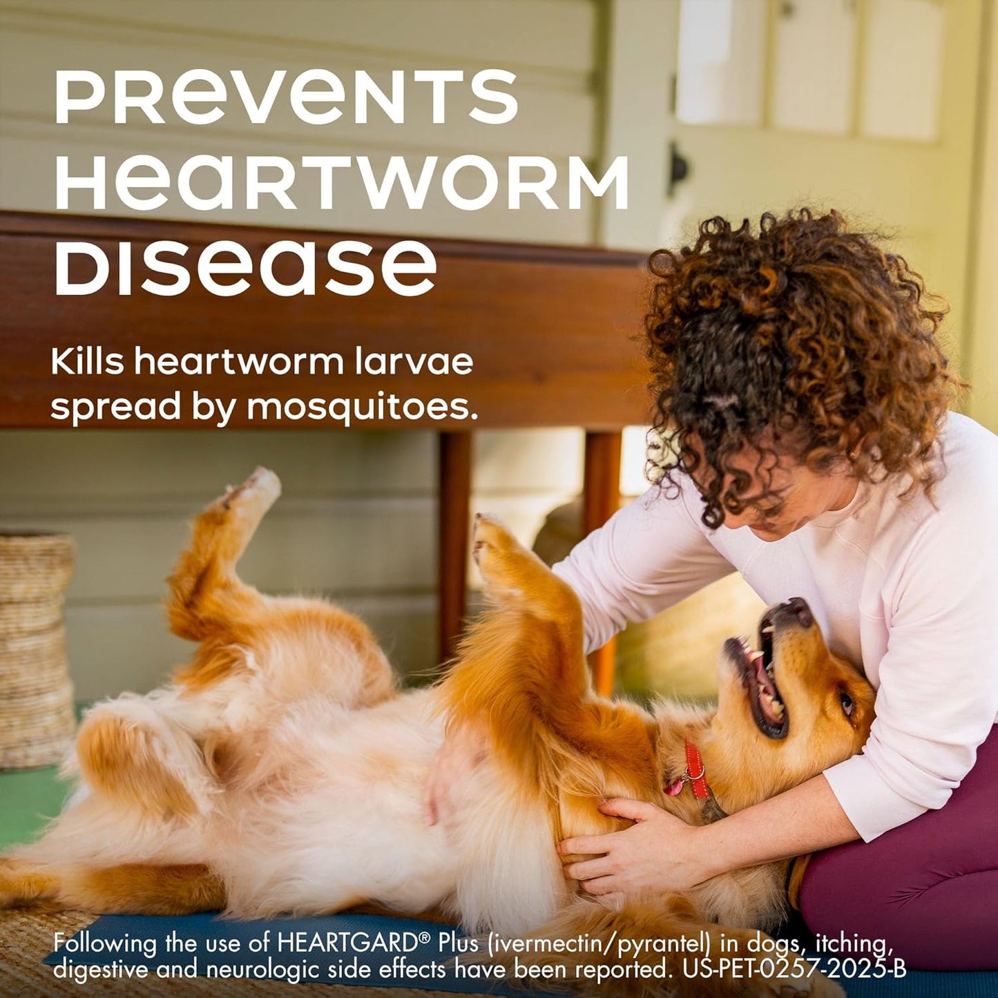 HEARTGARD® Plus (ivermectin/pyrantel) Real-Beef Chewables for Dogs up to 25 lbs (Blue Box) 1 Month Supply of Chews (Heartworm Disease Preventive)