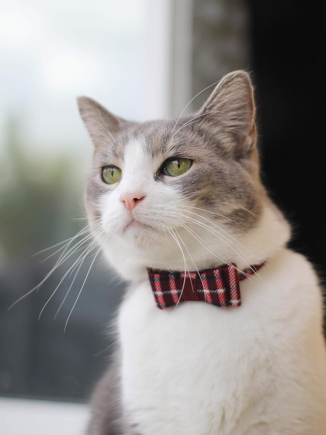 Puppy Collars for Small Dogs - StrawberryEC Adjustable Puppy Id Buckle Collar Leather. Cute Plaid Red Bowtie Dog Collar (Bow-Red)