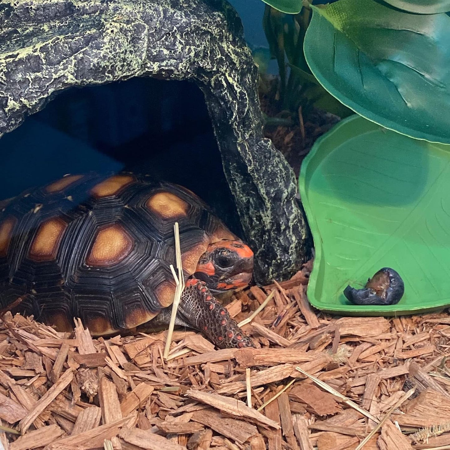 kathson Reptile Rock Hideout Cave,Tortoise Hide Caves,Resin Hides Shelter,Reptile Green Plant Decoration Habitat Decor Terrarium Accessories for Lizards Bearded Dragon Gecko Turtles Spiders