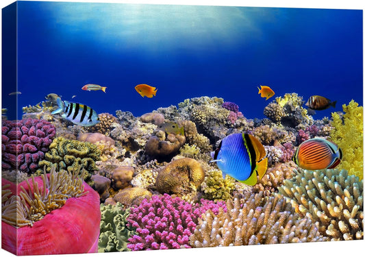wall26 Canvas Print Wall Art Vibrant Coral Reef Anemone Fish Ecosystem Nature Animals Photography Realism Rustic Scenic Landscape Wilderness Earth Colorful for Living Room, Bedroom, Office - 12"x18"