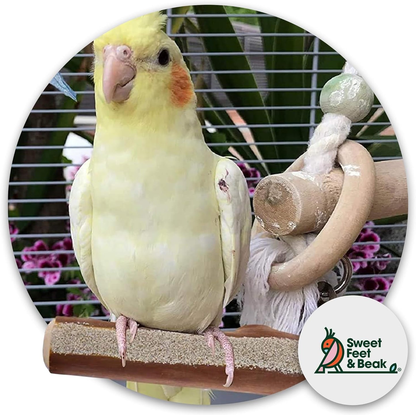 Superoost Manzanita Pumice Pedicure Perch- Easy to Install Bird Cage Accessories for Healthy Feet, Nails and Beak - Natural Bird Perches Imitates Birds' Life in The Wild - S 8"