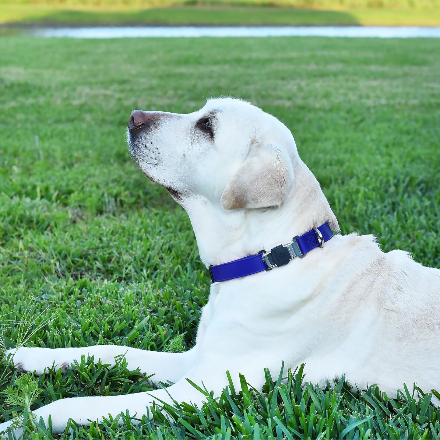 Dogline Biothane Waterproof Dog Collar with Herm Sprenger Black Stainless Steel Quick Release Buckle – Heavy Duty Tactical Durable Collar for Dogs – Comfortable and Safe Pet Collar, W 3/4" L 12-19"