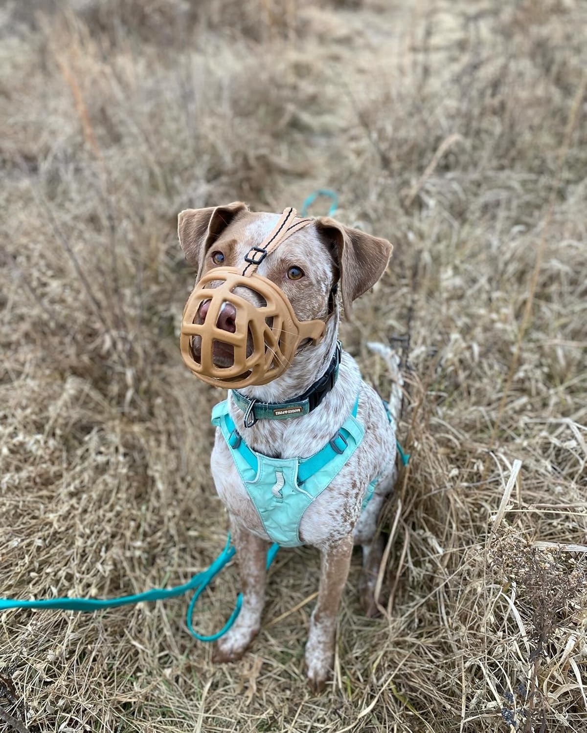 Mayerzon Dog Muzzle, Breathable Basket Muzzles for Small, Medium, Large and X-Large Aggressive Dogs Beagle German Shepherd Doberman, Cage Mouth Guard Stop Biting Chewing for Grooming Training