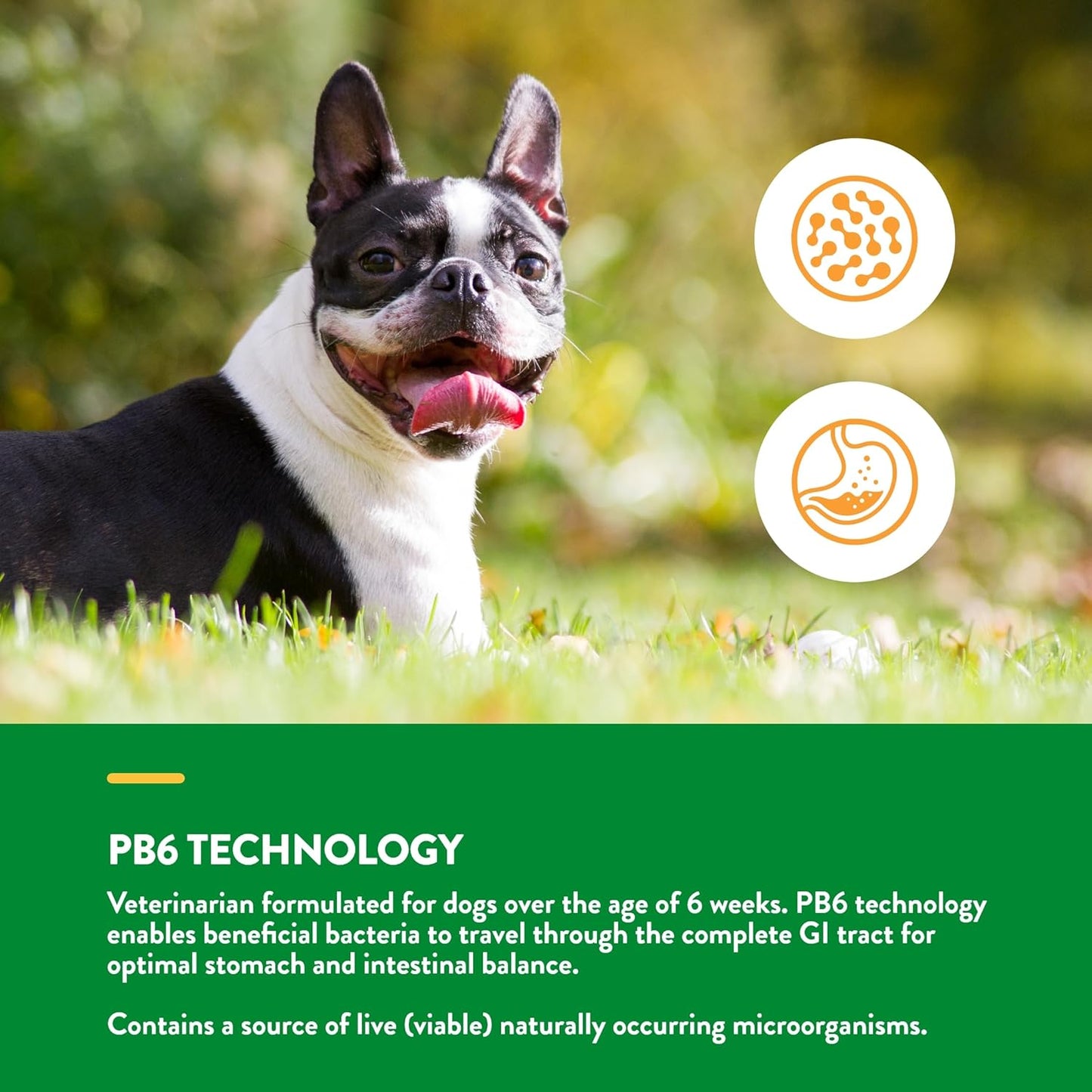 NaturVet Advanced Probiotics & Enzymes, PB6 Dog Soft Chews to Help Sensitive Stomachs and Digestive Issues, Hickory Smoked Bacon Flavored Pet Supplement for Dogs Over 6 Weeks, 70 Count Jar